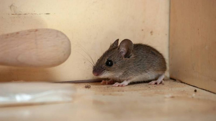 Cách diệt chuột bằng long não