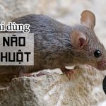 [Mẹo] Cách diệt chuột bằng long não cực kỳ đơn giản