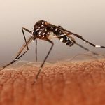 [Tổng hợp]: 7 cách diệt muỗi anophen hiệu quả