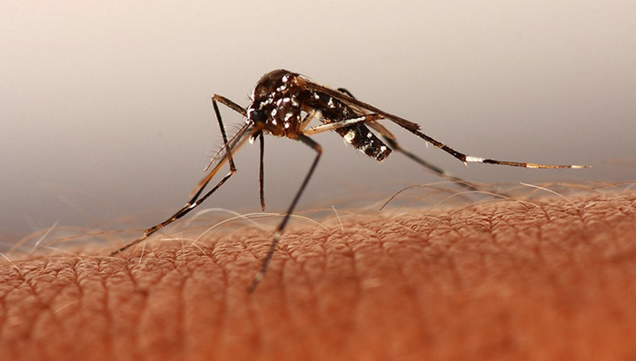Muỗi anophen là muỗi gì