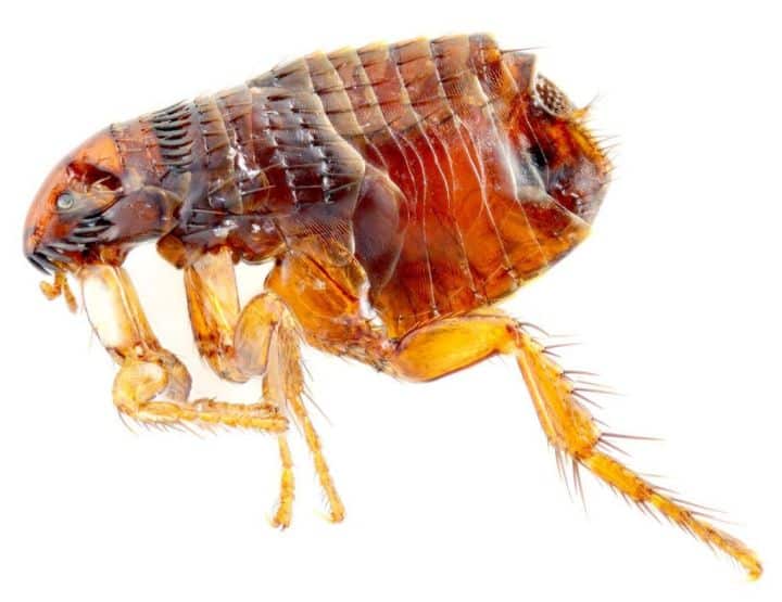 Tác hại của bọ chệt
