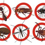 10 cách ngăn ngừa và diệt côn trùng trong nhà vệ sinh hiệu quả