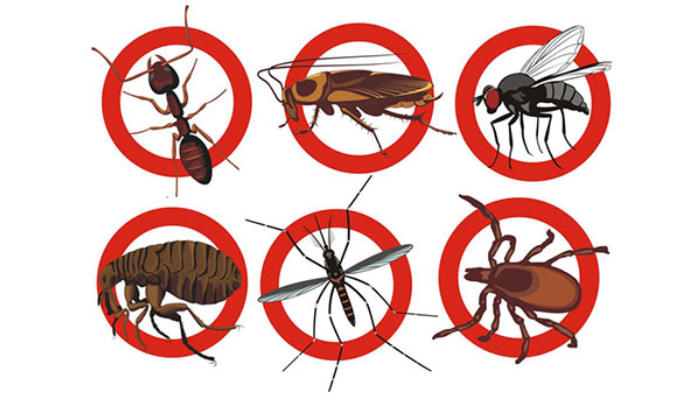 10 cách diệt côn trùng trong nhà vệ sinh