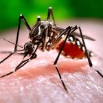 7 cách diệt muỗi Anophen an toàn, hiệu quả ngay tại nhà