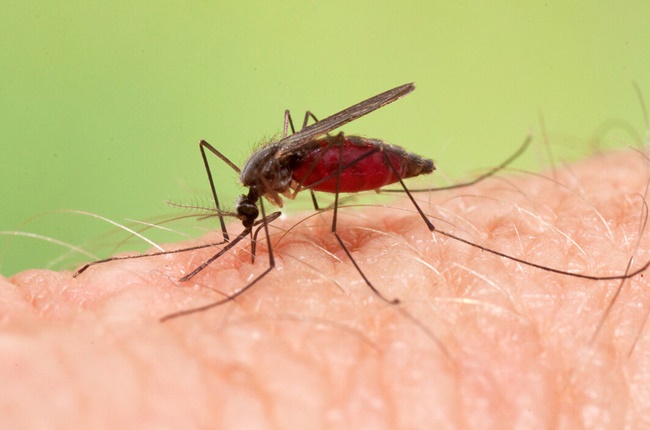 Dòng đời của muỗi anophen