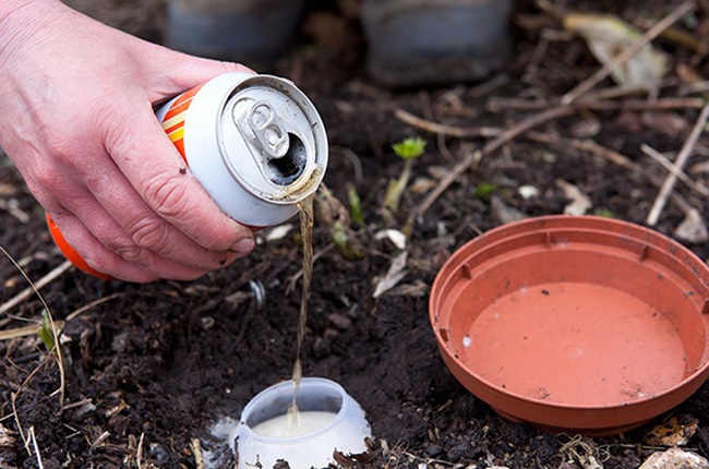 Bẫy với bia hoặc cồn là một cách phổ biến để kiểm soát số lượng ốc sên trong vườn