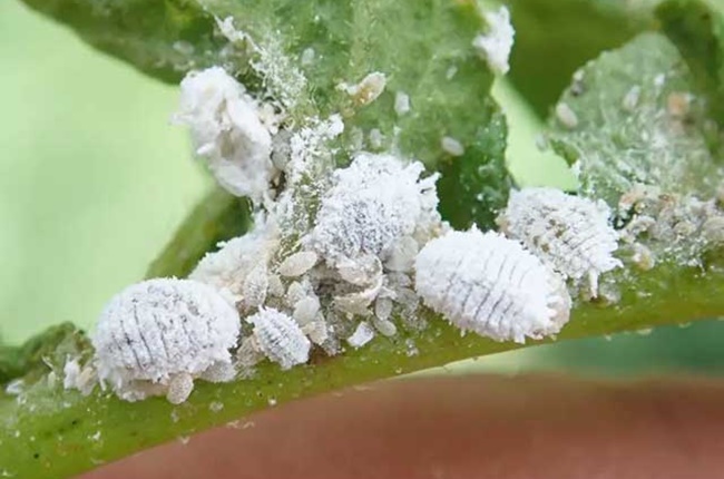 Rệp sáp (còn được gọi là rệp trắng) là một loài côn trùng thuộc bộ Hemiptera và họ Aleyrodidae