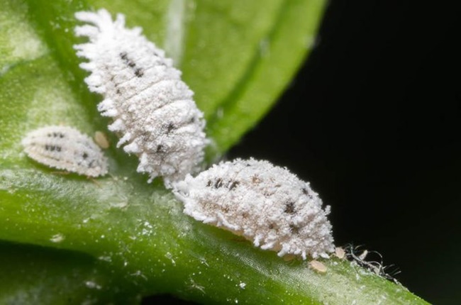 Các đặc điểm nhận dạng của con rệp trắng (Aleyrodidae)