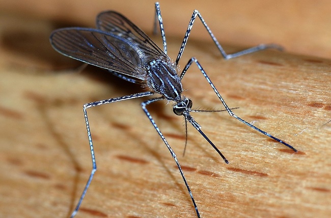 Sự khác nhau giữa muỗi đực và muỗi cái