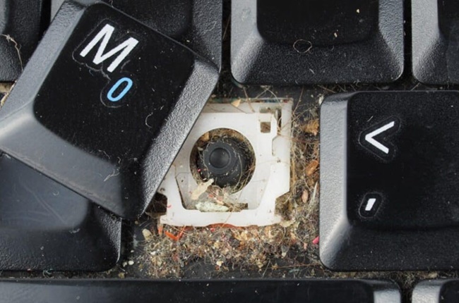 Tác hại của việc kiến chui vào laptop